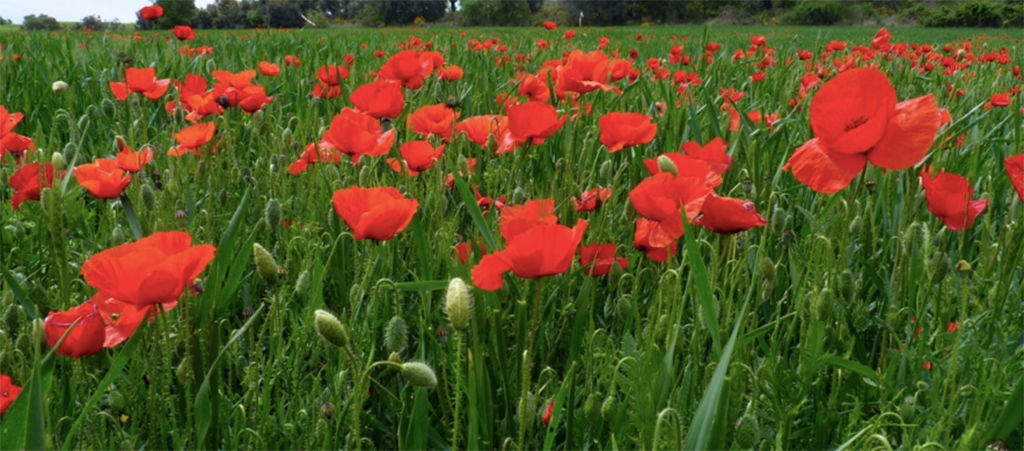 field with poppies